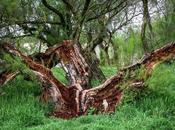 Nuestros bosques, nuestros árboles… nuestra vida