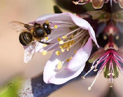 un tercio de lo que comemos depende de la polinización.