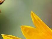 población abejas temen afecte producción alimentos. population falls fear affecting food production.