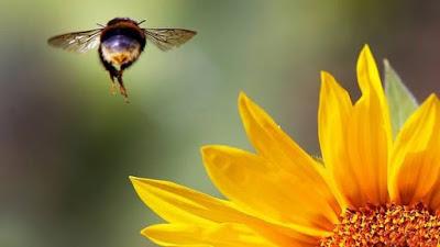 un tercio de lo que comemos depende de la polinización.