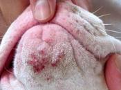 Cómo tratar acné Bulldog forma natural