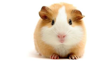 beneficios-de-tener-un-hamster-1