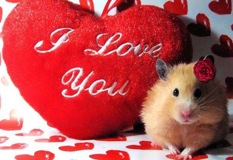 beneficios-de-tener-un-hamster-2