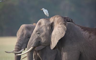 Simbiosis, tipos y ejemplos