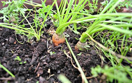 MAGDALENAS DE ZANAHORIA