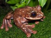 rana Panamá extinguido