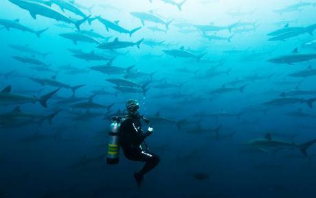 Visita desde Cali al Santuario de Fauna y Flora de Malpelo