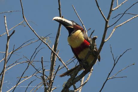 Arasarí fajado (Chestnut-eared Aracari) Pteroglossus castanotis