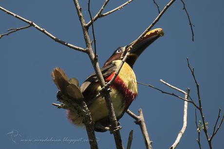 Arasarí fajado (Chestnut-eared Aracari) Pteroglossus castanotis