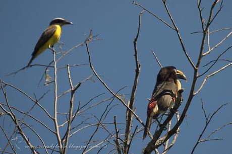 Arasarí fajado (Chestnut-eared Aracari) Pteroglossus castanotis