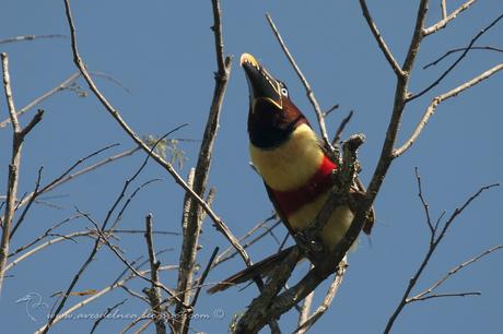 Arasarí fajado (Chestnut-eared Aracari) Pteroglossus castanotis