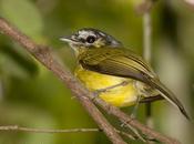 Mosqueta media luna (Southern Bristle -Tyrant) Phylloscartes eximius