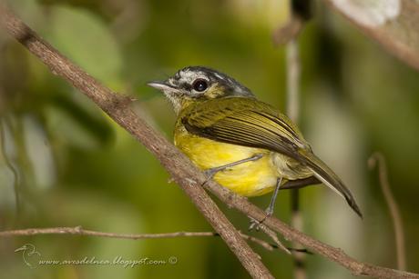 Mosqueta media luna (Southern Bristle -Tyrant) Phylloscartes eximius