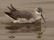 Falaropo común (Wilson´s Phalarope) Phalaropus tricolor