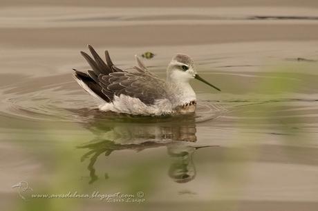 Falaropo común (Wilson´s Phalarope)  Phalaropus tricolor