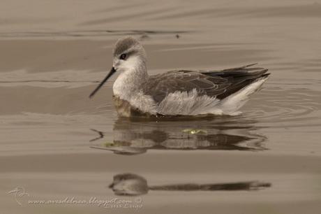 Falaropo común (Wilson´s Phalarope)  Phalaropus tricolor