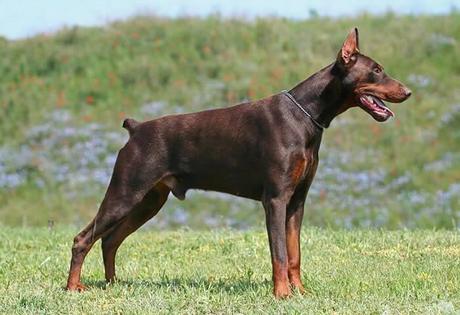 Tipos de Doberman