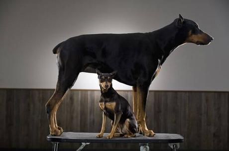 Tipos de Doberman