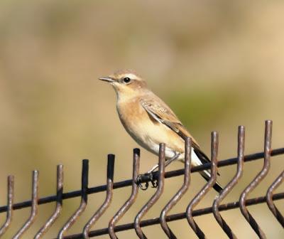 Las últimas collalbas