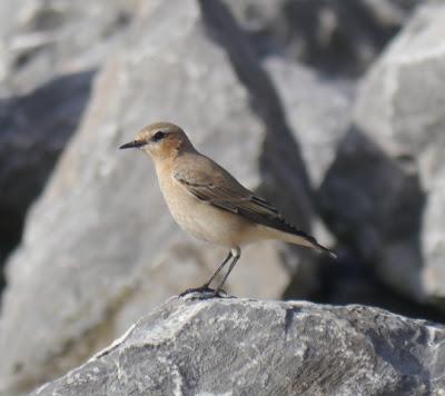 Las últimas collalbas