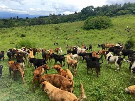 El paraíso de los perros en la tierra