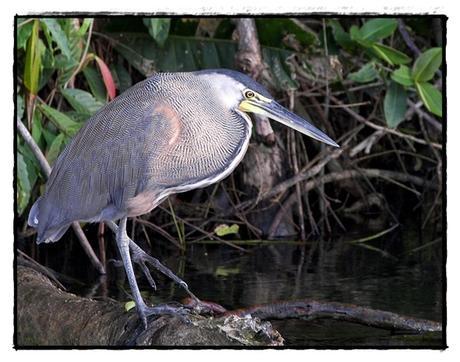Tortuguero