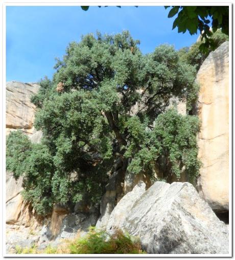 PEDRIZA EN CÍRCULO