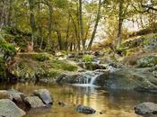 Otoño Abedular Canencia