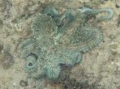 Pulpo común roca Platja Miracle Tarragona