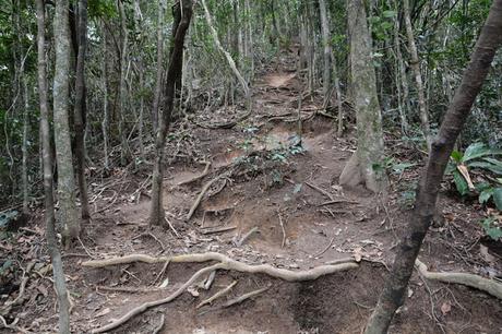 Subir al Corcovado caminando - Cristo Redentor.