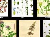 Plantas medicinales