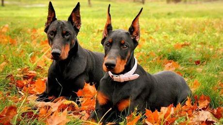 Reproducción del doberman