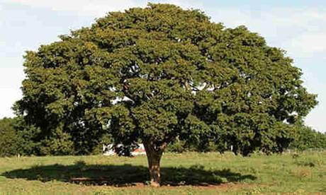 fotos arbol guayacan