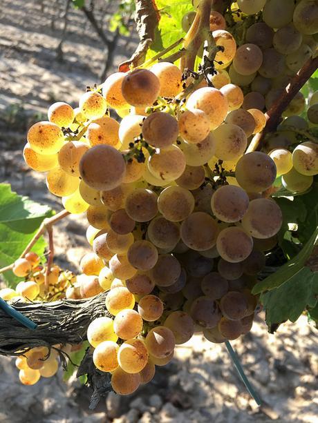 Berenar de Verema en Cavas Nadal, la fiesta de la vendimia