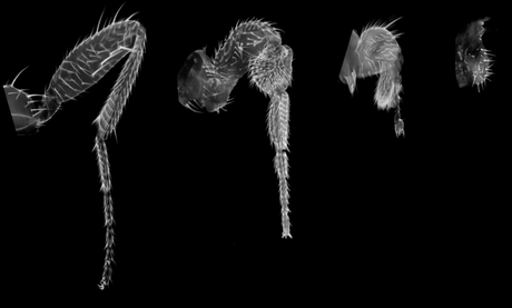 Moscas_en_el_CBMSO Los genes del desarrollo de las extremidades: de la pata de la mosca a la pierna del vecino –o la vecina-…