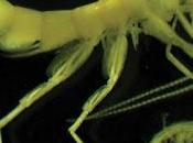 Anfípodos cuevas Estados Unidos