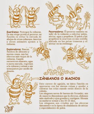 Manual Apícola Ilustrado - Beekeeping Illustrated Manual.