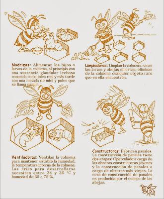 Manual Apícola Ilustrado - Beekeeping Illustrated Manual.