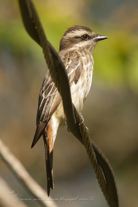 Tuquito Rayado (Variegated Flycatcher) Empidonomus varius