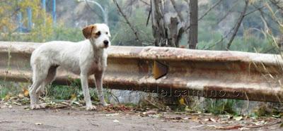 Elecciones alcalde...viva el Perro.