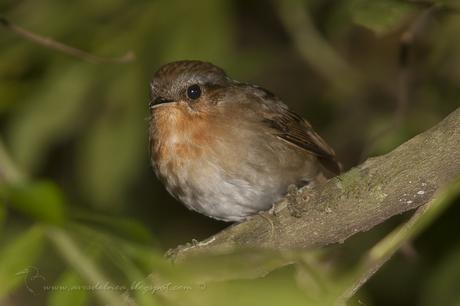 Chupadientes (Rufous Gnateater) Conopophaga lineata