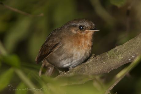 Chupadientes (Rufous Gnateater) Conopophaga lineata