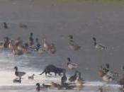 Nueva cita nutria estuario Miño