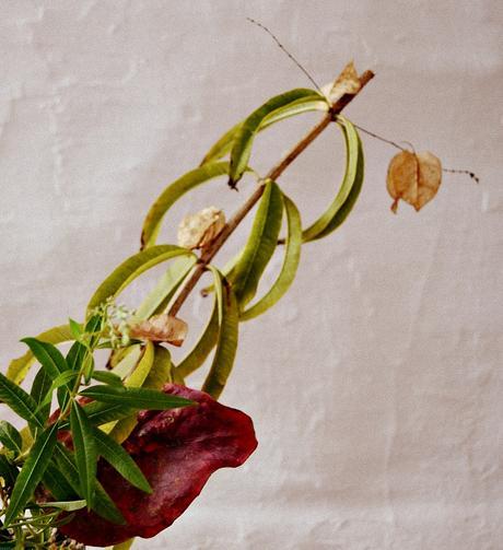 CÓMO HACER UN IKEBANA OTOÑAL CÓMO HACER UN IKEBANA OTOÑAL