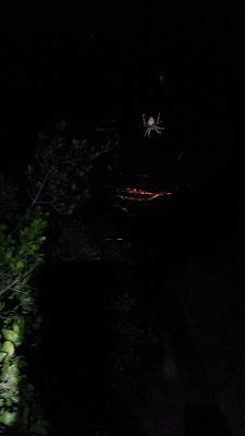 I Integral Transmijeña (nocturna)