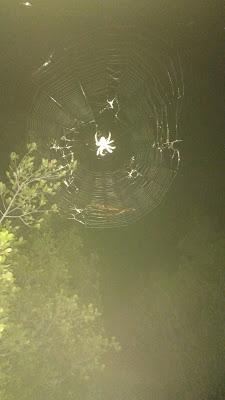 I Integral Transmijeña (nocturna)