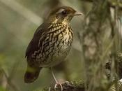 Tovaca común (Short-tailed Antthrush) Chamaeza capanisona