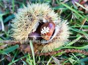 castañas, historia propiedades fruto seco desconocido