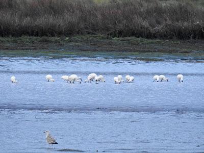 Récord de espátulas para el estuario del Miño