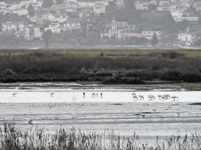 Récord de espátulas para el estuario del Miño